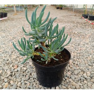 Starček mandraliskový (Senecio mandraliscae) ´BLUE MOUNTAIN´ - výška 10-20 cm, kont. C2L (-5 °C)